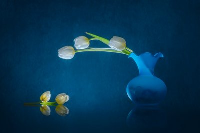 Elegante hvite tulipaner av Lydia Jacobs
