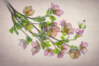 Eterisk julerose-sommerfugl av Lydia Jacobs