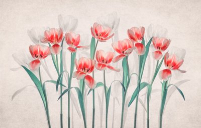 Eteriske rosa tulipaner av Lydia Jacobs