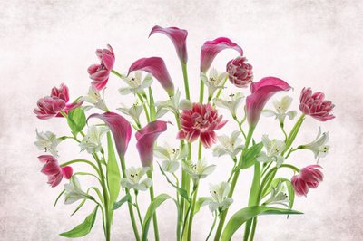 Friske rosa og hvite blomster av Lydia Jacobs
