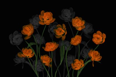 Glødende oransje tulipaner av Lydia Jacobs