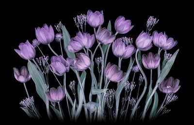 Glødende lilla tulipaner av Lydia Jacobs