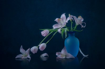 Stemningsfulle liljer og tulipaner av Lydia Jacobs