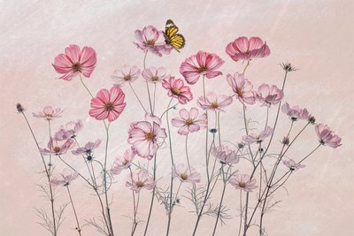 Rosa kosmos-sommerfugl av Lydia Jacobs