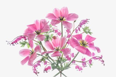 Rosa vårblomster av Lydia Jacobs
