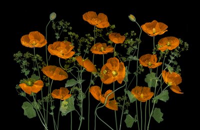 Livlige oransje valmuer av Lydia Jacobs