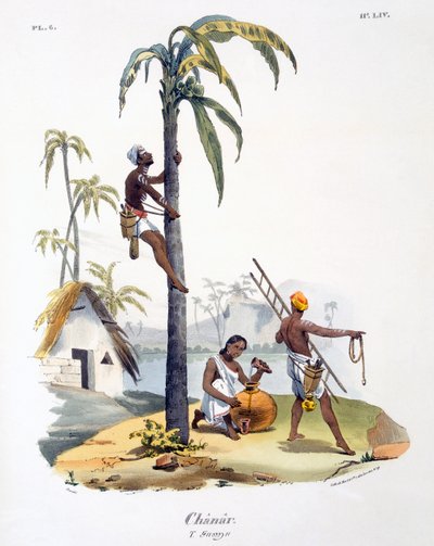 En mann fra Nadar-kasten som klatrer i et palmetre, 1827-35 av M.E. Burnouf