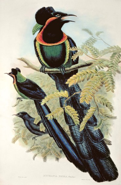 Arfak Astrapia, Astrapia Nigra - Paradisfugl av M. Hart