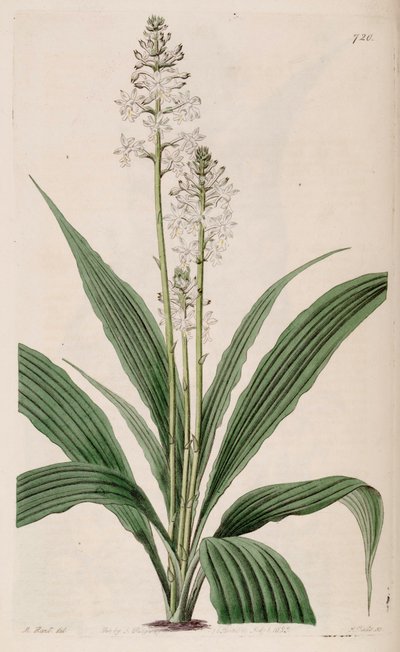 Illustrasjon av Calanthe triplicata (som syn. Calanthe veratrifolia) (plante) av M. Hart
