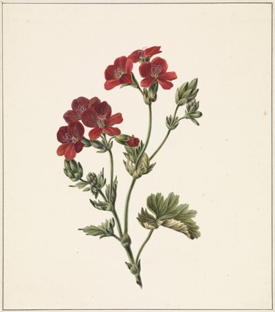 rød blomst av M. de Gijselaar