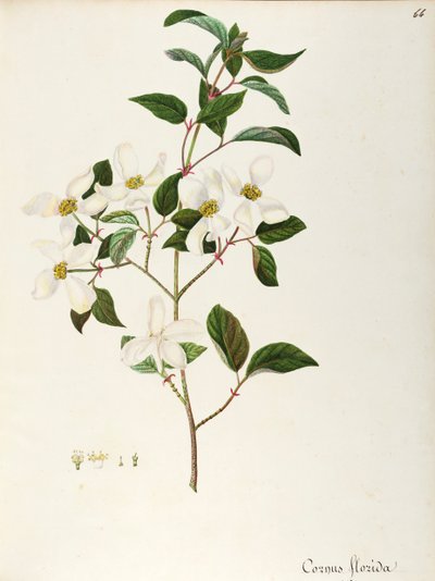 Blomstrende kornel (Cornus florida), Cornaceae, lite tre eller busk hjemmehørende i Nord-Amerika, akvarell av Maddalena Lisa Mussino