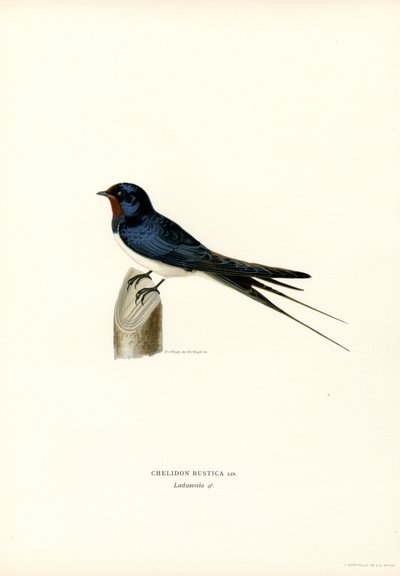 Hussvale (farge litho) av Magnus Ferdinand and Wilhelm von Wright