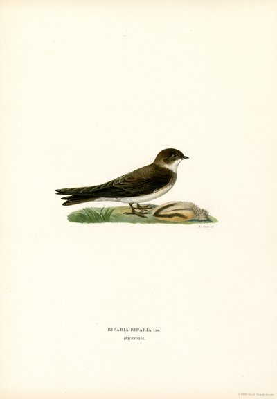 Sand Martin (farge litho) av Magnus Ferdinand and Wilhelm von Wright