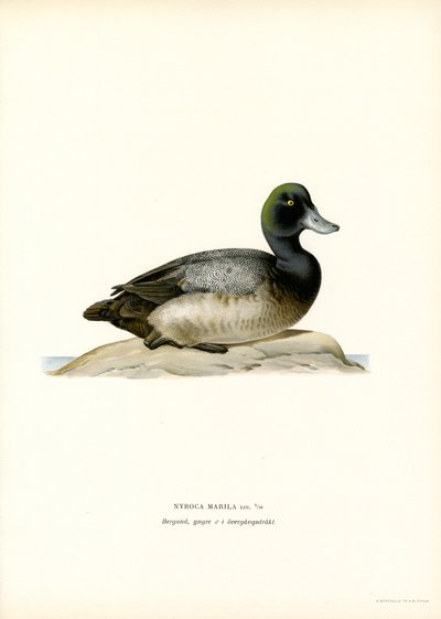 American Scaup Duck (farge litho) av Magnus Ferdinand and Wilhelm von Wright