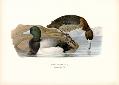 American Scaup Duck (farge litho) av Magnus Ferdinand and Wilhelm von Wright