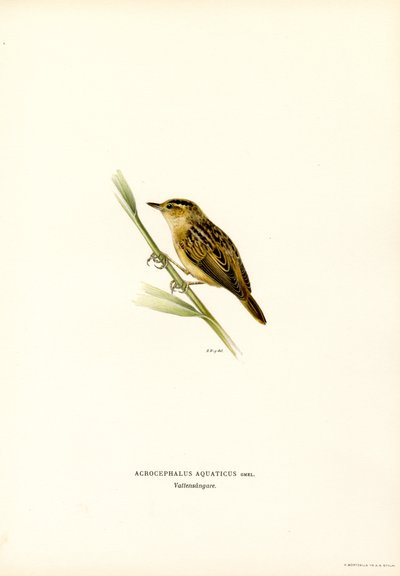 Aquatic Warbler (farge litho) av Magnus Ferdinand and Wilhelm von Wright