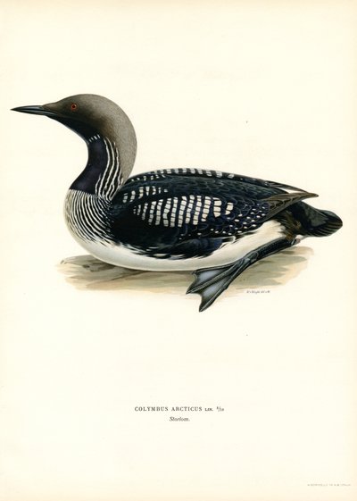 Arctic Loon (farge litho) av Magnus Ferdinand and Wilhelm von Wright