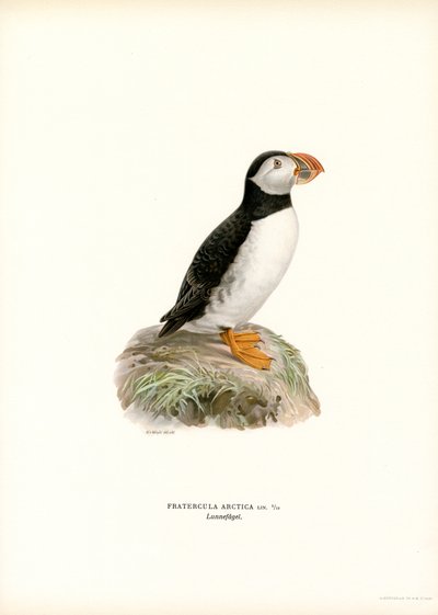 Atlanterhavslunde (farge litho) av Magnus Ferdinand and Wilhelm von Wright