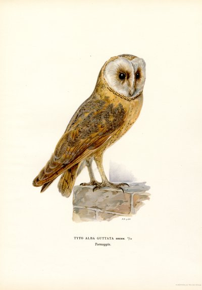Barnugle (farge litho) av Magnus Ferdinand and Wilhelm von Wright