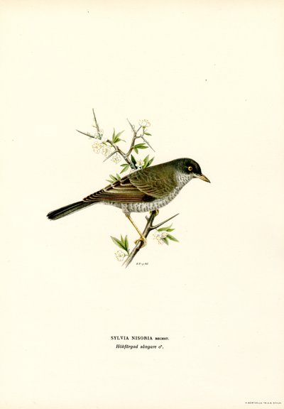 Barred Warbler (farge litho) av Magnus Ferdinand and Wilhelm von Wright