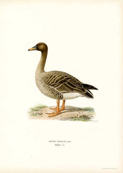 Bønnegås (farge litho) av Magnus Ferdinand and Wilhelm von Wright
