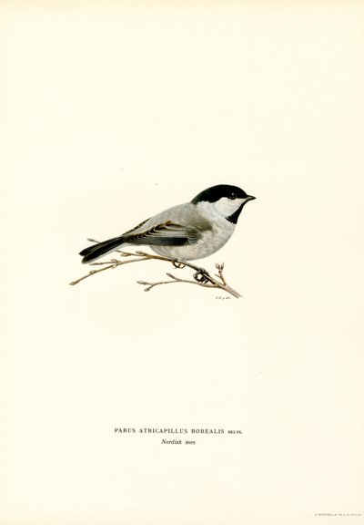 Black-capped Chickadee (farge litho) av Magnus Ferdinand and Wilhelm von Wright