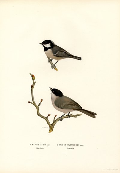 Svartmeisen (farge litho) av Magnus Ferdinand and Wilhelm von Wright