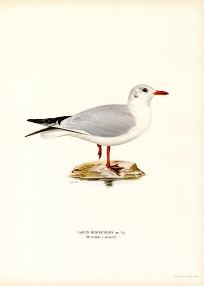 Svarthodemåke (farge litho) av Magnus Ferdinand and Wilhelm von Wright