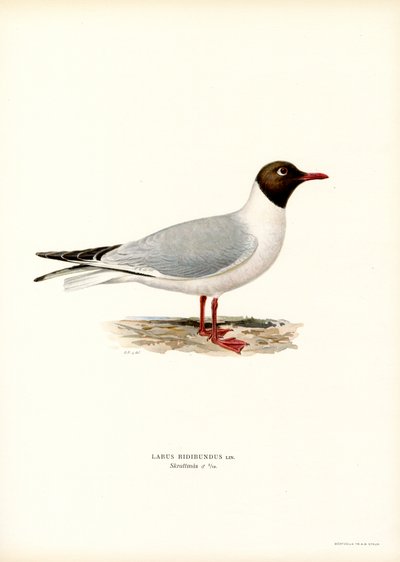 Svarthodemåke (farge litho) av Magnus Ferdinand and Wilhelm von Wright