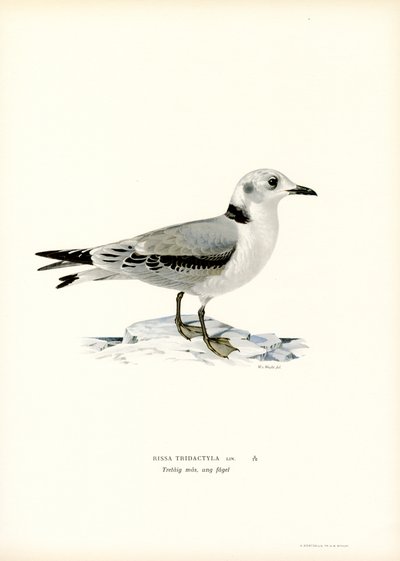 Svartbent krykkje (farge litho) av Magnus Ferdinand and Wilhelm von Wright