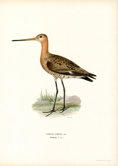 Svarthalespove (farge litho) av Magnus Ferdinand and Wilhelm von Wright