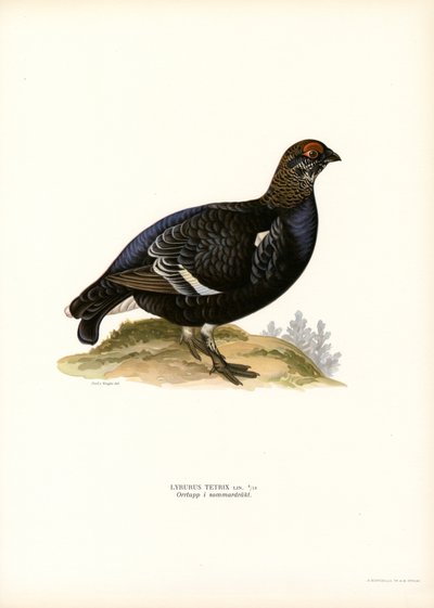 Rype (farge litho) av Magnus Ferdinand and Wilhelm von Wright