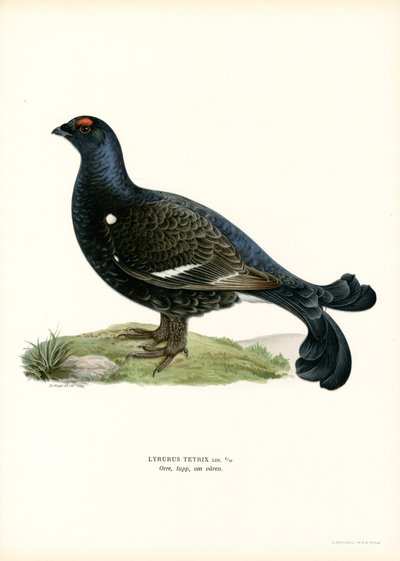 Rype (farge litho) av Magnus Ferdinand and Wilhelm von Wright