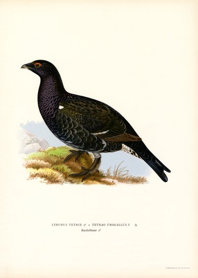 Ryper, vestlig tjur (farge litho) av Magnus Ferdinand and Wilhelm von Wright