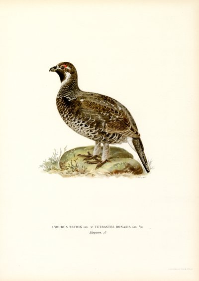 Black Grouse x Hazel Grouse (farge litho) av Magnus Ferdinand and Wilhelm von Wright