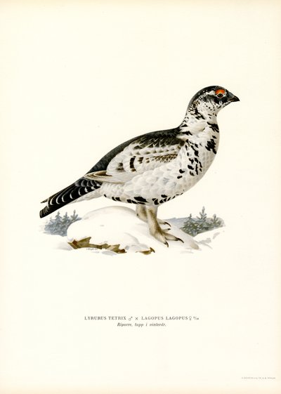 Rype x Willow Ptarmigan (farge litho) av Magnus Ferdinand and Wilhelm von Wright