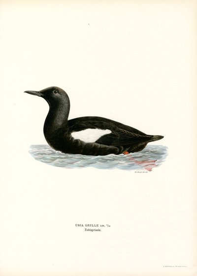 Black Guillemot (colour litho)   1402430   no       norwegian Successfully Translated  Original: Saint Catherine in the Clouds Translat: Saint Catherine in the Clouds 1239537 no norwegian Successfully Translated Original: The Avenue Translat: The Avenue 14 av Magnus Ferdinand and Wilhelm von Wright