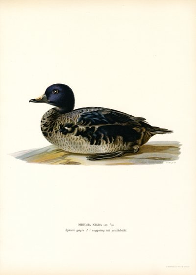 Black Scoter (farge litho) av Magnus Ferdinand and Wilhelm von Wright