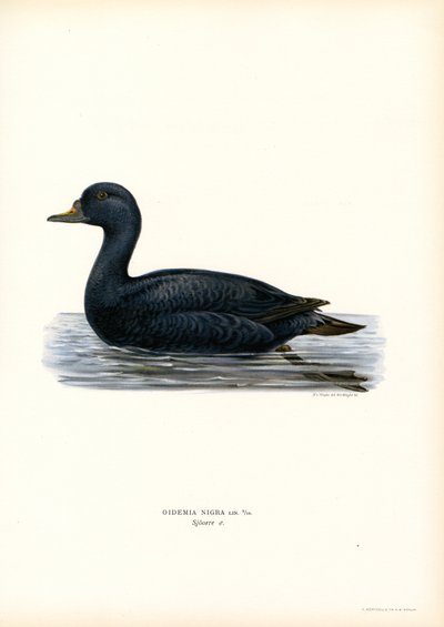 Black Scoter (farge litho) av Magnus Ferdinand and Wilhelm von Wright
