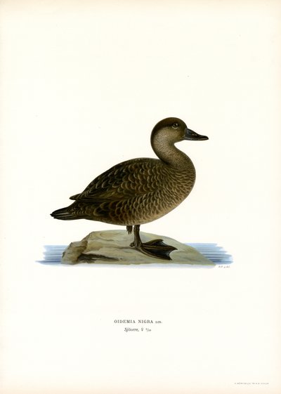 Black Scoter (farge litho) av Magnus Ferdinand and Wilhelm von Wright