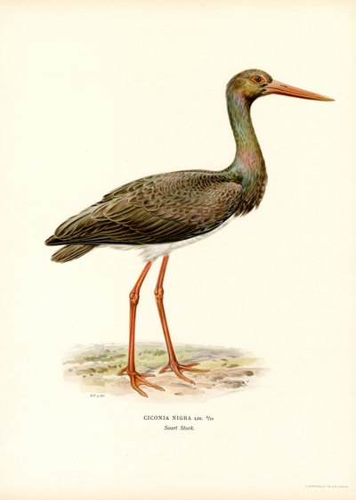 Black Stork (farge litho) av Magnus Ferdinand and Wilhelm von Wright