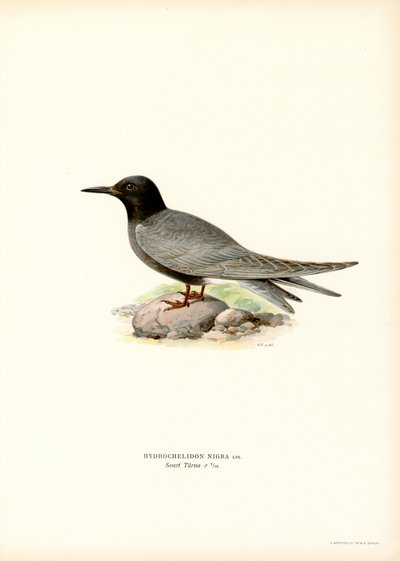 Black Tern (farge litho) av Magnus Ferdinand and Wilhelm von Wright