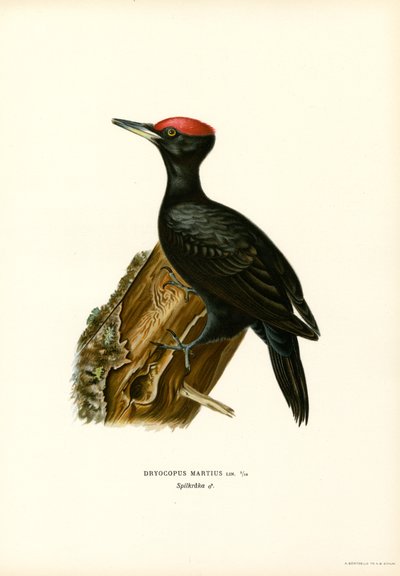Svart spett (farge litho) av Magnus Ferdinand and Wilhelm von Wright