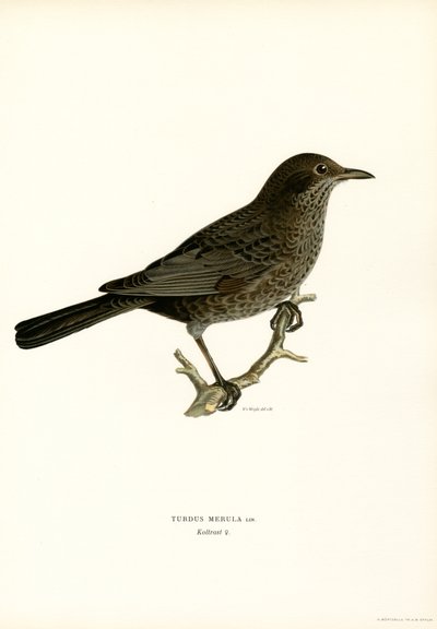 Blackbird (farge litho) av Magnus Ferdinand and Wilhelm von Wright