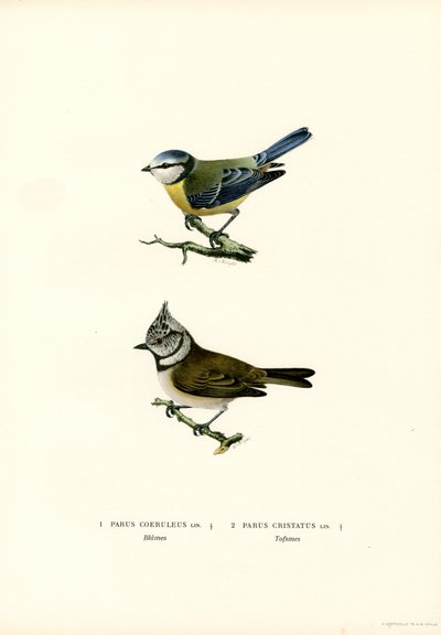 Blåmeis (farge litho) av Magnus Ferdinand and Wilhelm von Wright