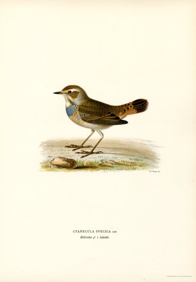 Blåstrupe (farge litho) av Magnus Ferdinand and Wilhelm von Wright