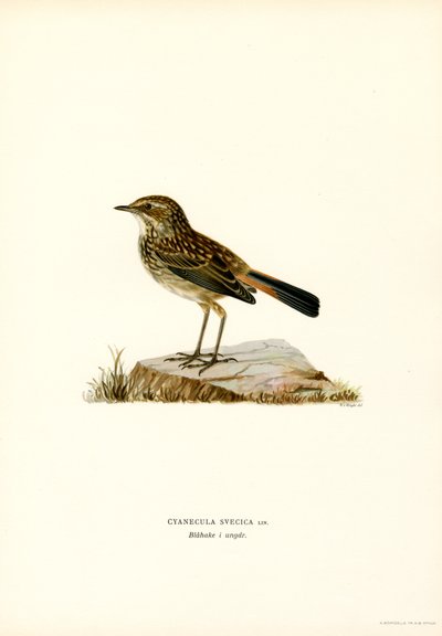 Blåstrupe (farge litho) av Magnus Ferdinand and Wilhelm von Wright
