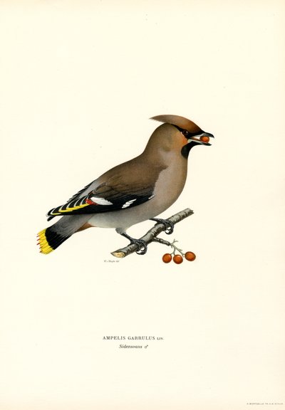 Bohemian Waxwing (fargedeler) av Magnus Ferdinand and Wilhelm von Wright