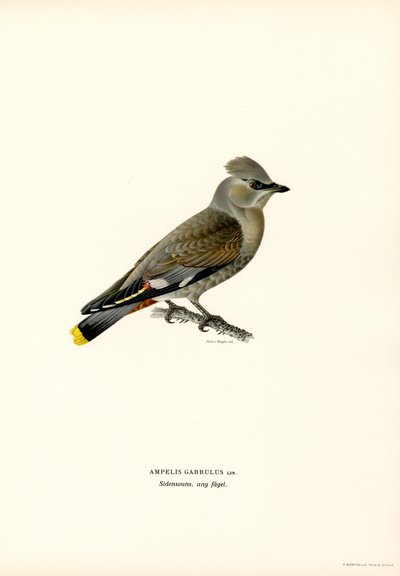 Bohemian Waxwing (fargedeler) av Magnus Ferdinand and Wilhelm von Wright