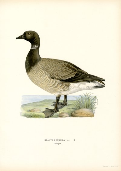 Brant Goose (farge litho) av Magnus Ferdinand and Wilhelm von Wright